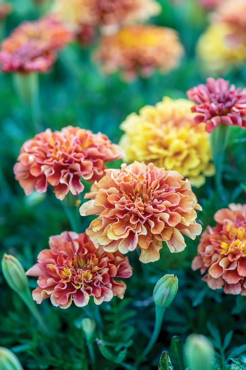 Burpee Strawberry Blonde Marigold Seeds 50 seeds - Image 3