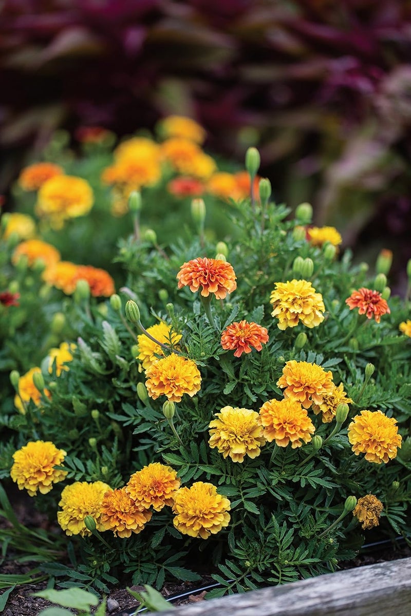 Burpee Strawberry Blonde Marigold Seeds 50 seeds - Image 2