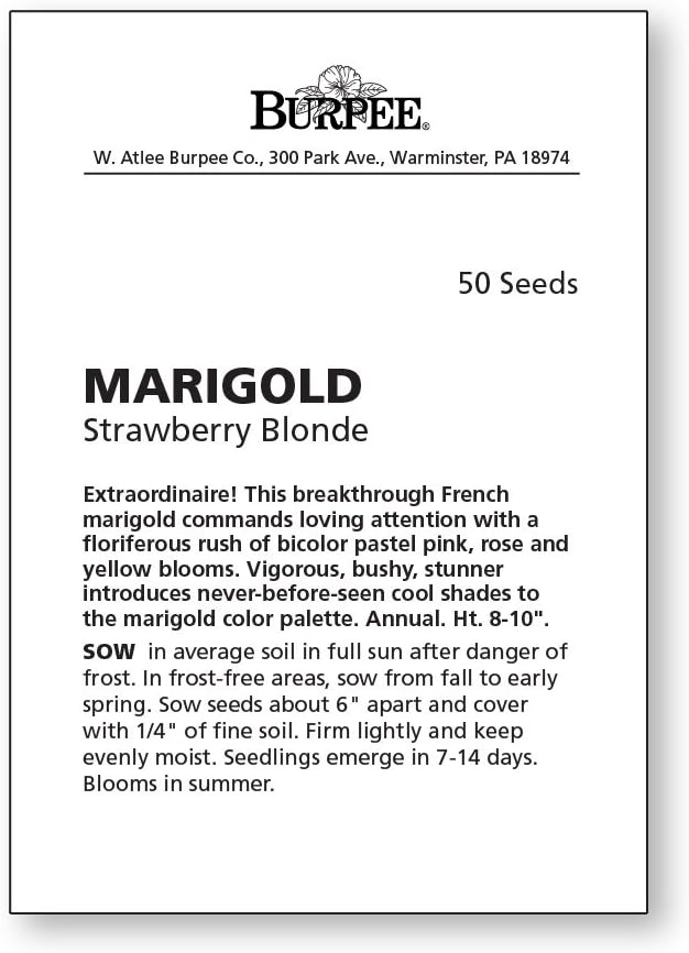 Burpee Strawberry Blonde Marigold Seeds 50 seeds - Image 4