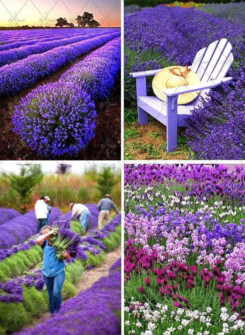 جي جوت بذور عشبية للحدائق الخارجية، بذور الخزامى - 200 كبسولة، بذور الخزامى الصغيرة، بذور الزهور البرية، المنزل - Image 2