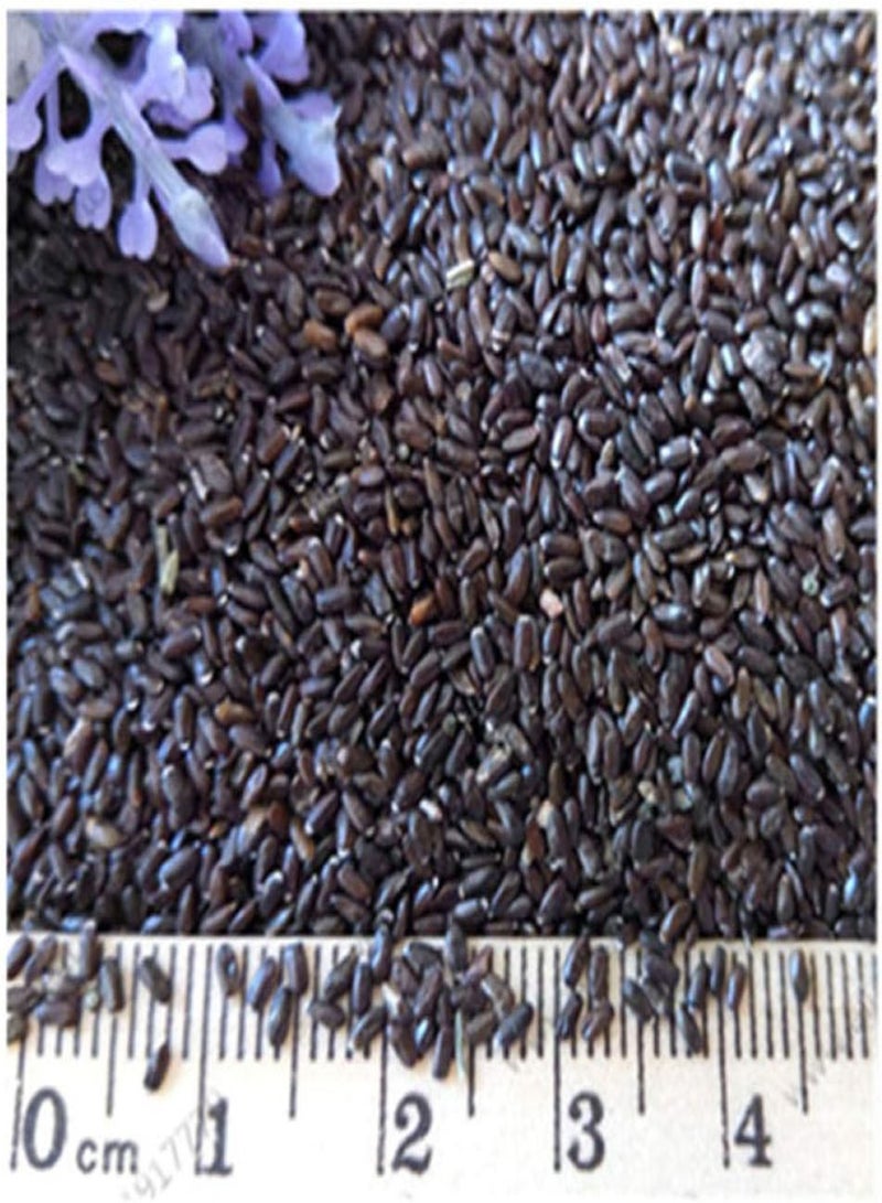 جي جوت بذور عشبية للحدائق الخارجية، بذور الخزامى - 200 كبسولة، بذور الخزامى الصغيرة، بذور الزهور البرية، المنزل - Image 4