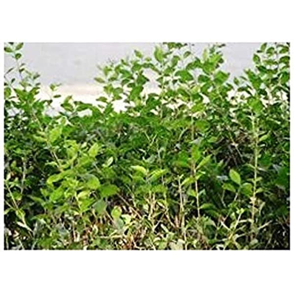 SelfLine Mehndi Mehandi Plant - Image 1