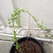 SelfLine Mehndi Mehandi Plant - Image 3