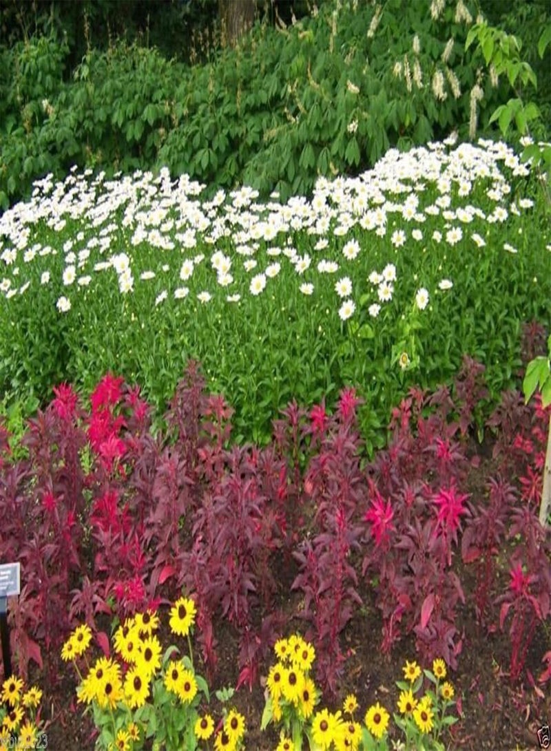 GGOOT 300  Seeds "Early Splendor"Beautiful Crimson,Gorgeous Chocolate Color - Image 3