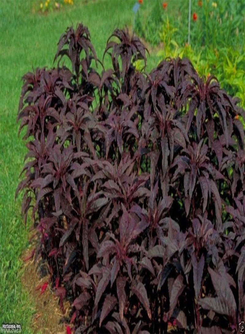 GGOOT 300  Seeds "Early Splendor"Beautiful Crimson,Gorgeous Chocolate Color - Image 5