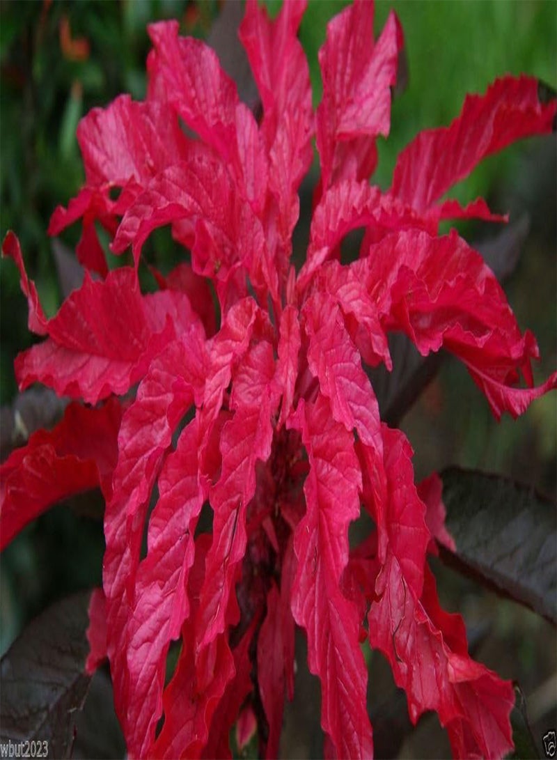 GGOOT 300  Seeds "Early Splendor"Beautiful Crimson,Gorgeous Chocolate Color - Image 2