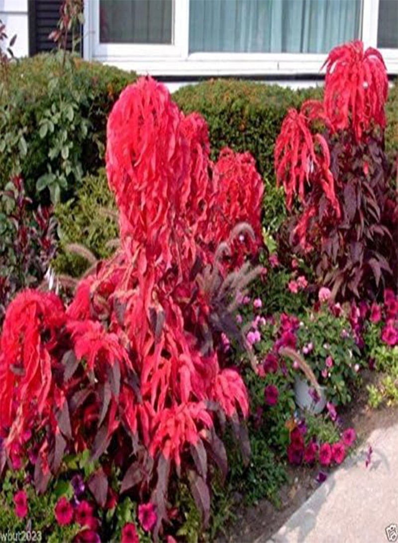 GGOOT 300  Seeds "Early Splendor"Beautiful Crimson,Gorgeous Chocolate Color - Image 1