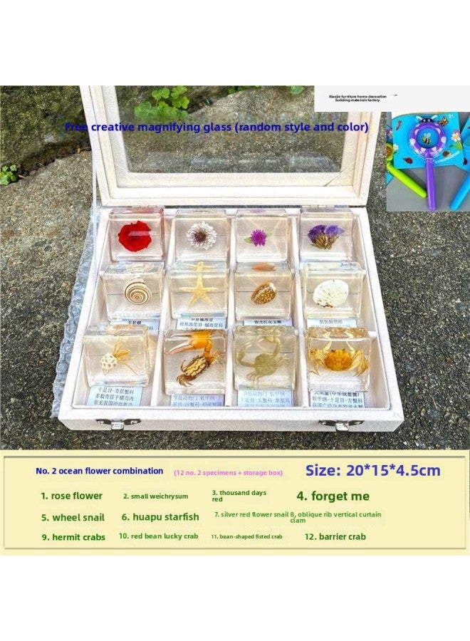 إسكدنيا عينة من الحشرات الحقيقية للحيوانات الصغيرة من الراتنج العقرب الفراشة الجعران العنكبوت النمل السلطعون الكريكيت الواقع العلمي.-المواصفات: رقم. 2 مجموعة زهور المحيط مع صندوق تخزين - اللون: قياسي - Image 1