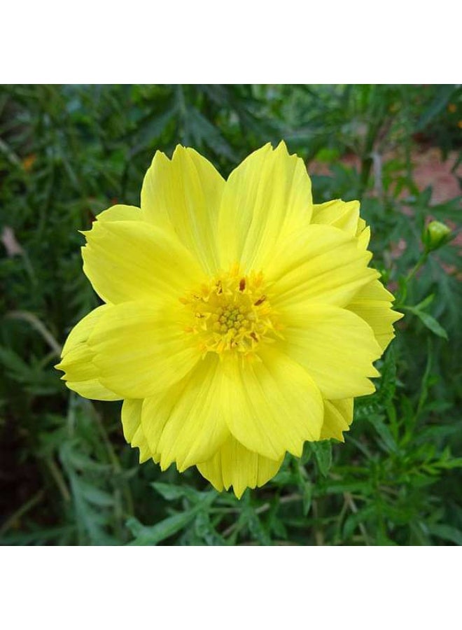 Cosmos Yellow Desi Flower Seeds