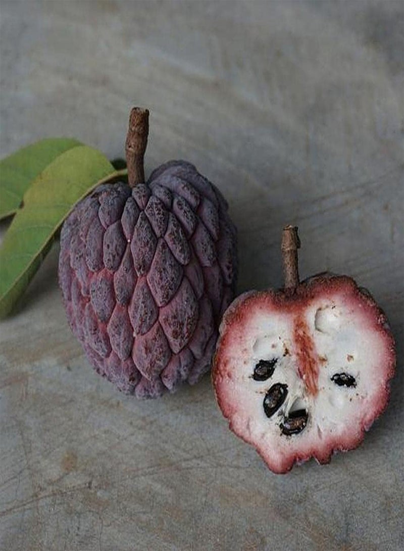 جي جوت 20 قطعة من بذور أنونا، قشر أرجواني متعدد الأضلاع فريد من نوعه، تفاح كريمي حليبي محبوب من قبل الناس، مناسب للزراعة في الحدائق الخارجية - Image 3