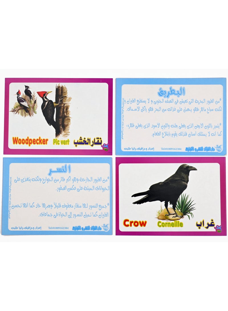 Bird Cards  - Image 5