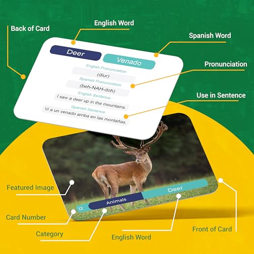Briston Spanish Vocabulary Flash Cards for Kids and Adults 75 Bilingual Learning Cards with Pronunciation and Sentences Educational Study Tool for Classroom Homeschool Travel Language Practice by Briston - Image 5
