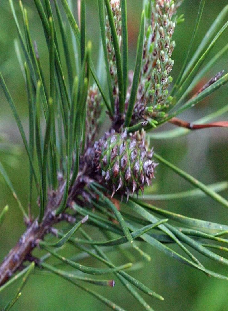 GGOOT Pinus virginiana (Virginia Pine, Scrub Pine, Jersey Pine) Tree Seed, Short Yellow-Green Needles, Light Brown Cones, You Choose The Quantity (1 Pack) - Image 2