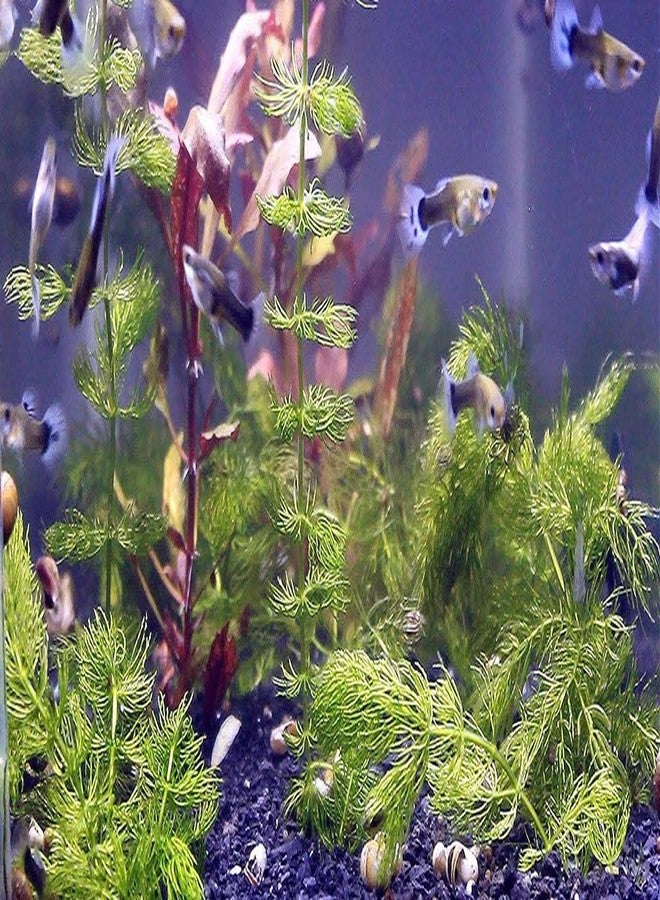 Hydrilla plant (Pack of 8) - Image 1