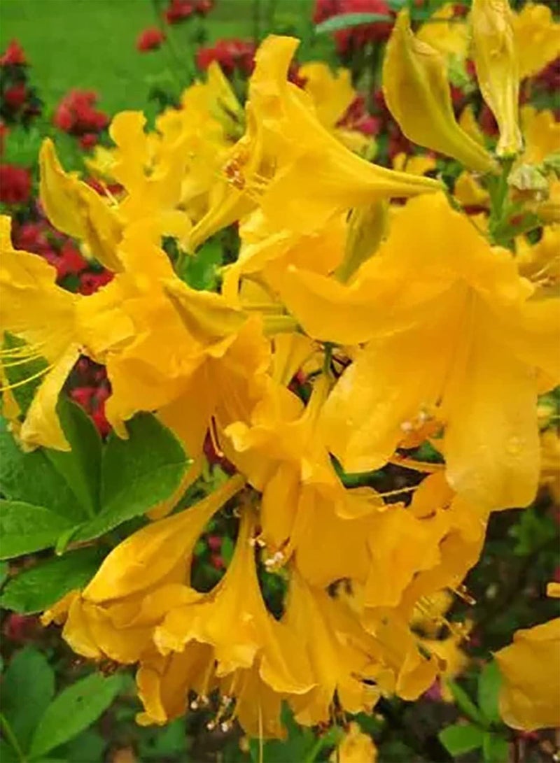 GGOOT 5pcs Mix Colour Lycoris Seeds Lycoris Radiata Indoors Good Choice for Decorating Bedroom Study Living Room Garden Flower Seeds Easy to Survival - Image 2