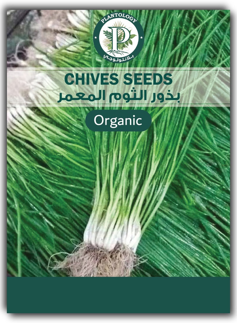 Chives Seeds for Planting - Chives Seeds - Image 1