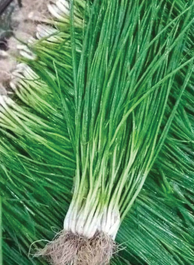 Chives Seeds for Planting - Chives Seeds - Image 2