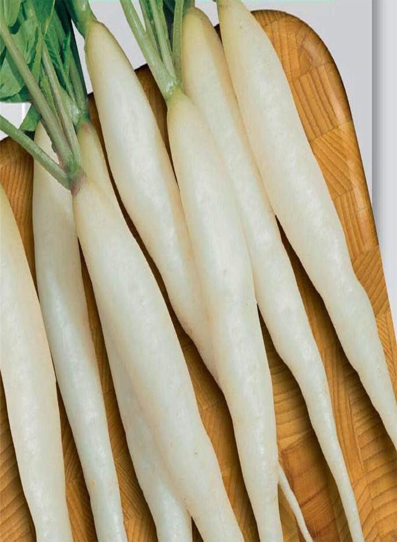 GGOOT Seeds of Radish Candela Di Ghiaccio