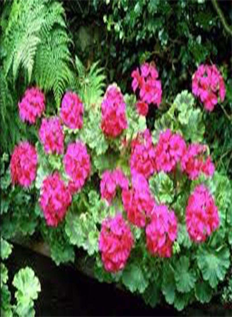 seeds Fresh 50pcs Geranium Flower Seeds for Planting Violet