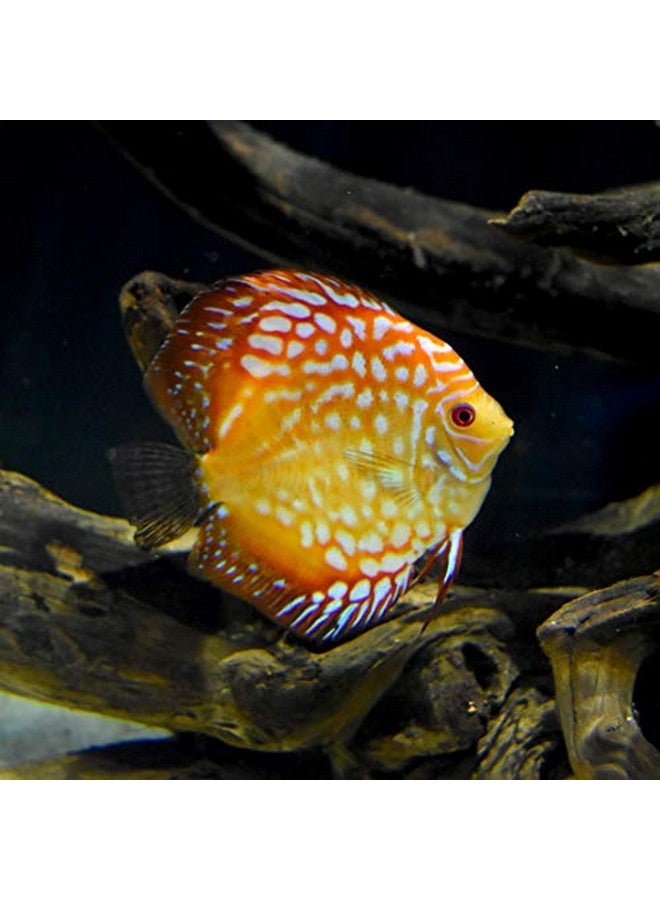 سي تشيم قرص بافر 1 كيلو، أبيض - Image 4