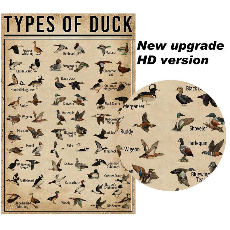 PAIION Duck Knowledge Metal Poster Type Of Duck Metal Tin Sign School Club Hunting Lodge Cafe Bedroom Bathroom Kitchen Home Art Wall Decoration 8x12 Inch - Image 2