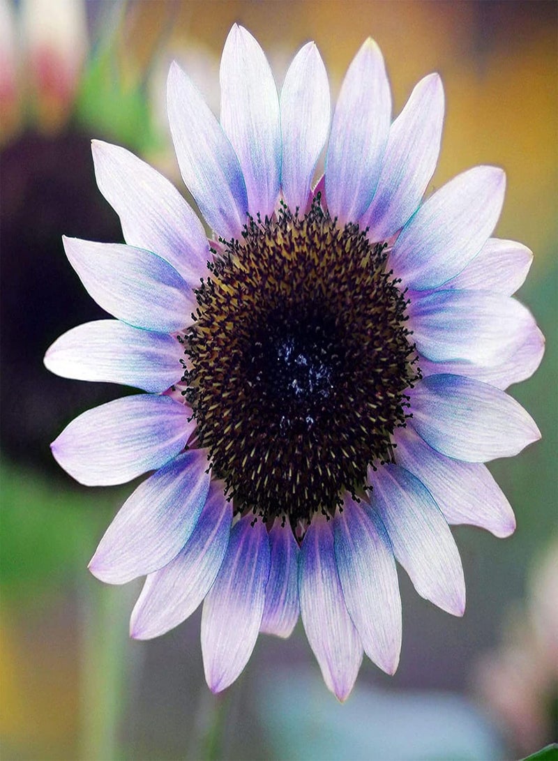 GGOOT 100Pcs/Bag Sunflower Seeds,Beautiful Flowering Fun Planting Friendly Pollinator Landscaping Balcony Seedlings for Porch Planting Garden Yard Outdoor 1 Sunflower Seeds - Image 3