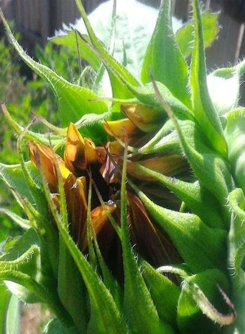 GGOOT 100Pcs/Bag Sunflower Seeds,Beautiful Flowering Fun Planting Friendly Pollinator Landscaping Balcony Seedlings for Porch Planting Garden Yard Outdoor 1 Sunflower Seeds - Image 4