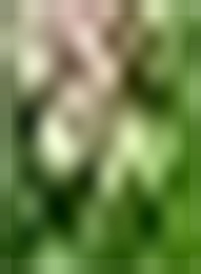 جي جوت 10 قطع روز أوكساليس بولين رويكت فيرس زرع في بيتن تريك bijenvlinder aan laat uw huis vol leven zijn voeg color toe aan de tuin - Image 1