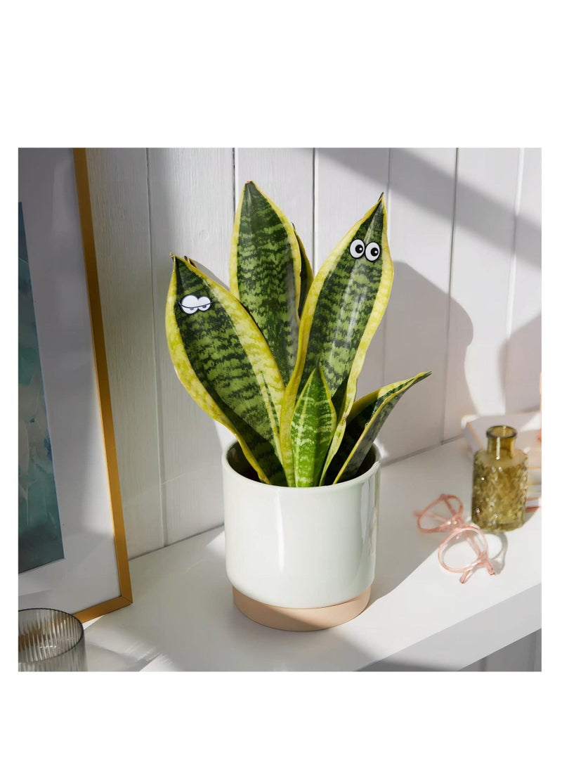 كابتن تيك Plant Magnets Eyes for Potted Plants, 6 Pcs Plant Safe Magnet Pins Charms, Indoor Plant Accessories, Unique Gifts for Plant Lovers KSA | Riyadh, Jeddah< - Image 2