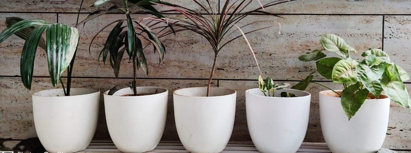 Alexvyan Imported 17 Cm Long Plastic (100% Virgin Plastic) Fashionable Fade Free Flower Plant Pot for Garden Balcony Terrace-Length 17 Cm Top 17 Cm Bottom 10 Cm (10 Pcs - White Flower Pot) - Image 2