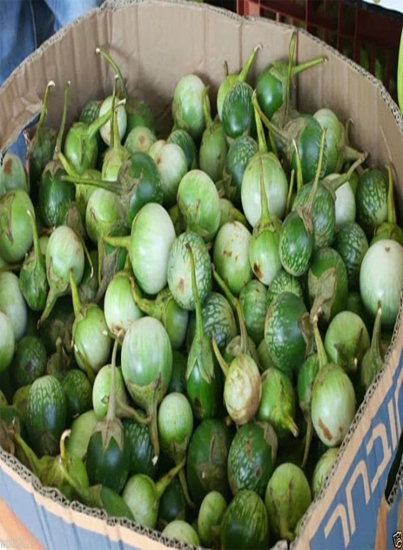 جي جوت بذور الباذنجان التايلاندية "بيتش سيام" 200 بذور الخضروات، إرث من تايلاند! - Image 2