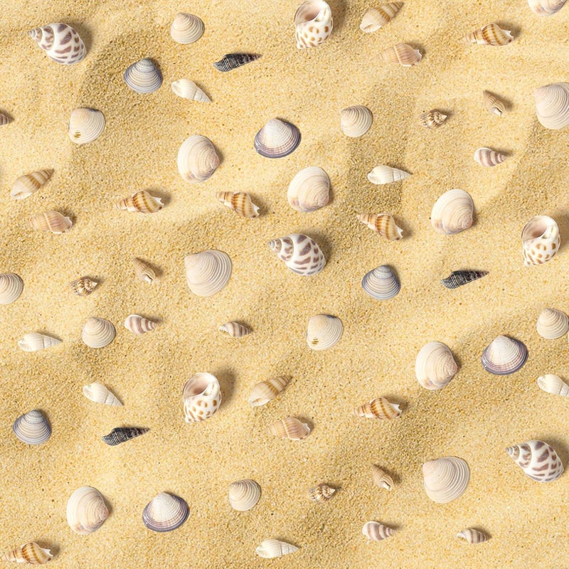 Ira Pollitt 200-210 Pcs Tiny Natural Mixed Ocean Sea Shells Tiny Miniature Beach Critter Seashells Variety Beach Decor Crafts for Arts & Crafts Projects, Home Decoration, Fish Tank Vase Fille (4 Pack) - Image 4