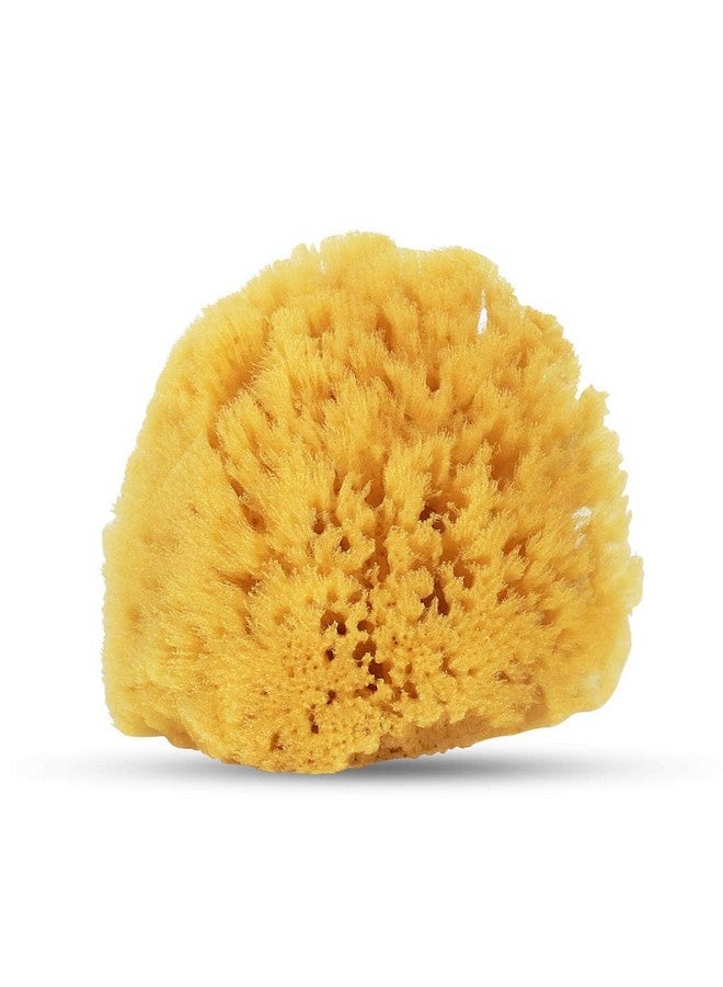 HartFelt Gentle Exfoliation Yellow Sea Sponge 4In Natural Shower Sponges For Bathing For Men And Women Rich Lather - Image 1