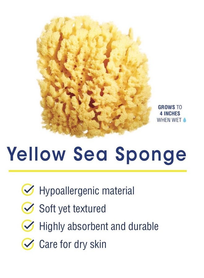 HartFelt Gentle Exfoliation Yellow Sea Sponge 4In Natural Shower Sponges For Bathing For Men And Women Rich Lather - Image 2