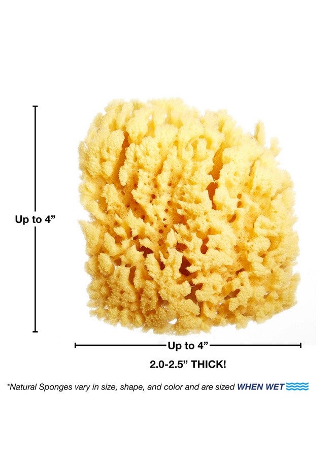 HartFelt Gentle Exfoliation Yellow Sea Sponge 4In Natural Shower Sponges For Bathing For Men And Women Rich Lather - Image 3