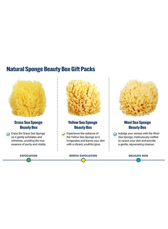 HartFelt Gentle Exfoliation Yellow Sea Sponge 4In Natural Shower Sponges For Bathing For Men And Women Rich Lather - Image 4