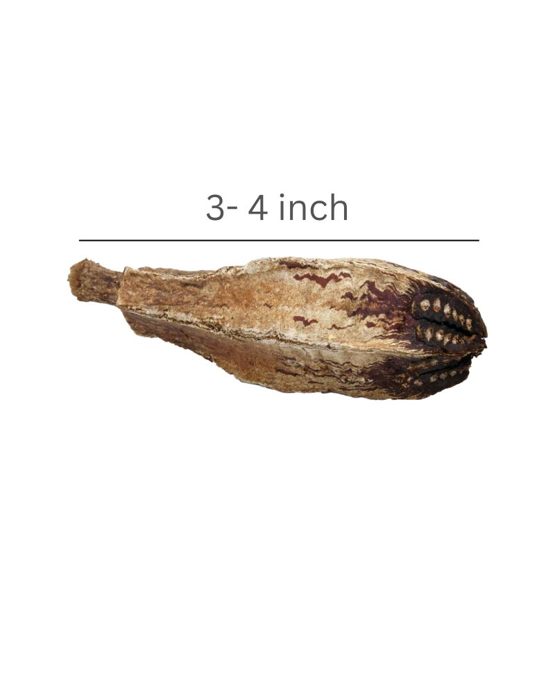 JOYNAGAR 10-Piece Natural Dried Natural Mahogany Pods Bird Toys for All Birds - Wooden Parrot Toys for Beak Health and Avian Enrichment - Image 2