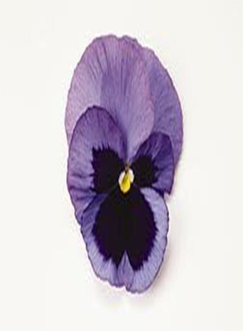 GGOOT Pansy Matrix Ocean 100 Seeds