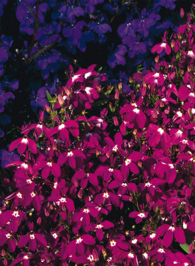 GGOOT Lobelia Rosamond Red Seed Approx. 50 Seeds Bush Lobelia, Fairy Flower Seed