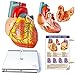 EVOTECH SCIENTIFIC Human Heart Model for Anatomy 2Part Life Size Medical Heart for Classroom and Cardiology Study - Image 3