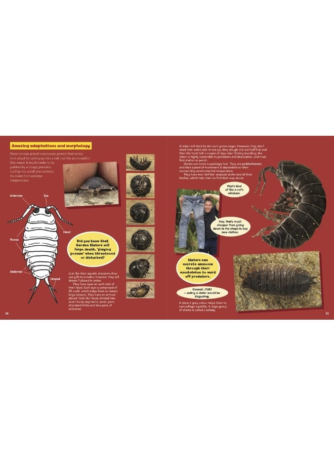 Coolest Creepy Crawlies: Delve Into the Fascination Micro World of Australia's Incredible Invertebrate Creatures - Image 5