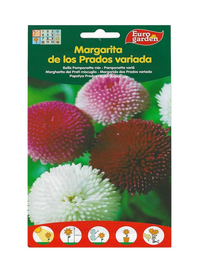Euro Garden Euro Garden Belli Pomponette  - Image 1