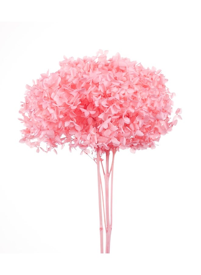 Gulf Flowers Gulf Flowers Preserved Hydrangea Flowers – Natural Flowers for Party Floral Wedding Bouquet Centrepieces Arch Vase Arrangement DIY & Home Décor 