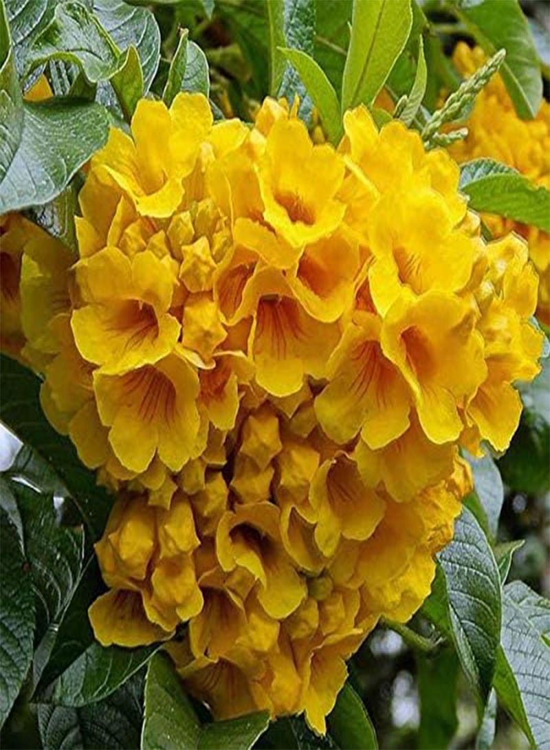 GGOOT 15 Yellow Bells Flower Seeds - Image 2