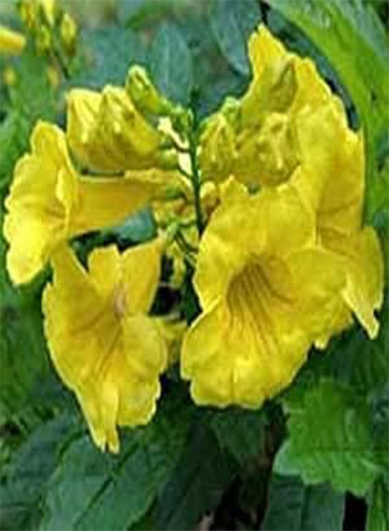 GGOOT 15 Yellow Bells Flower Seeds - Image 3