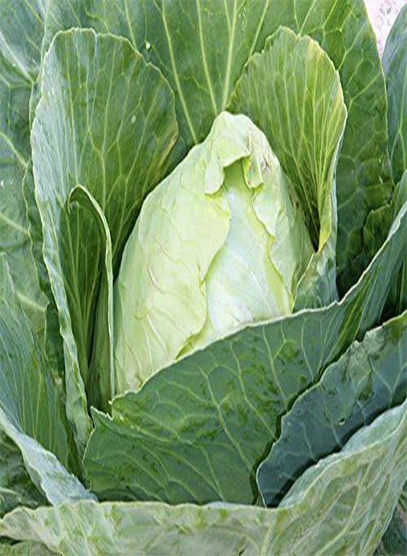 GGOOT Cabbage Early Jersey Wakefield Great Heirloom Vegetable by  Bulk 0.2 Lb Seeds
