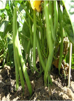 Dwarf French Bean Stanley 500 x (99g's Approx.) Vegetable Seeds