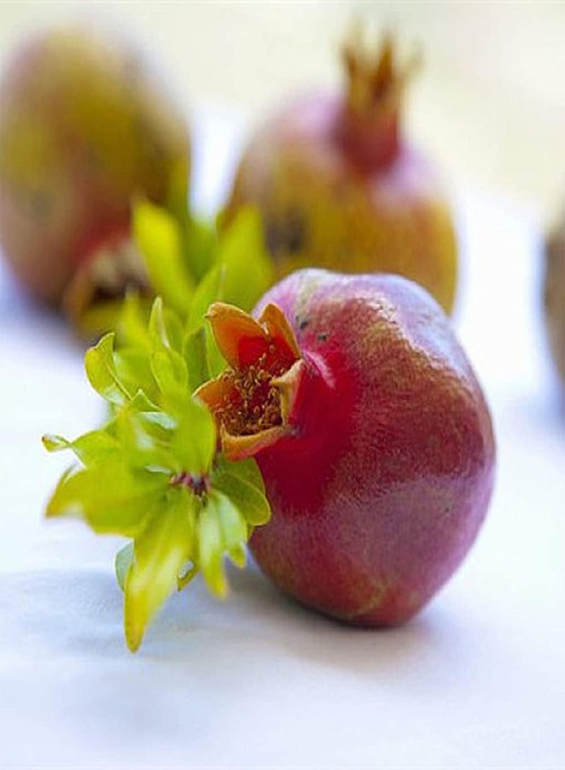 GGOOT 20Pcs Pomegranate Seeds Perennial Deciduous Tree for Outdoor Garden Planting Nearly Spherical Red Fruit Unique Garden Decoration - Image 1