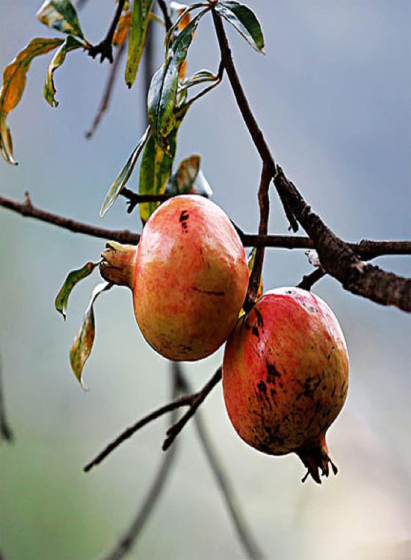 GGOOT 20Pcs Pomegranate Seeds Perennial Deciduous Tree for Outdoor Garden Planting Nearly Spherical Red Fruit Unique Garden Decoration - Image 2