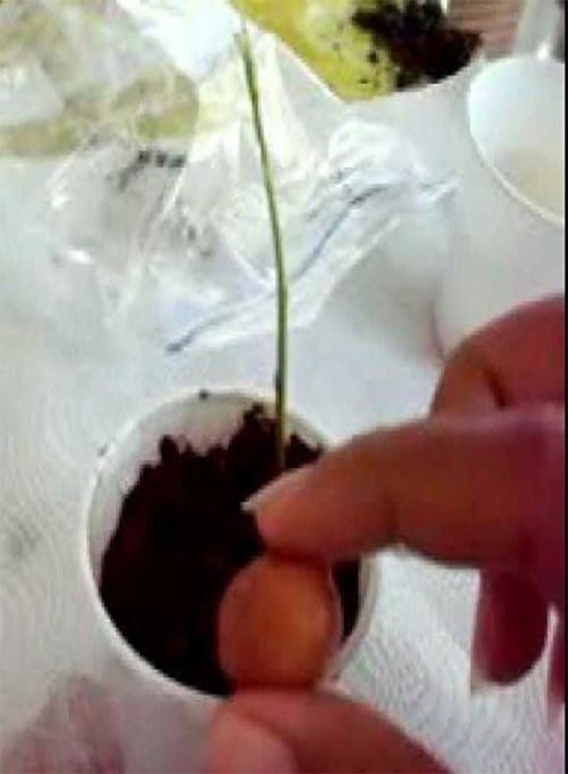 جي جوت بذور الليمون الإسباني، Guinep، melicoccus bijugatus، (5 بذور) تنمو في الداخل أو الخارج - Image 2